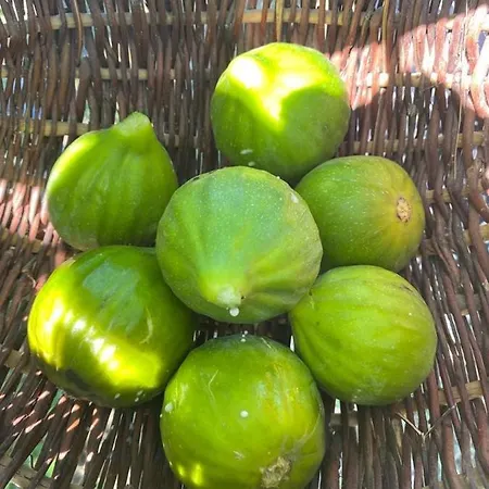 Masseria Cannella 莱西纳