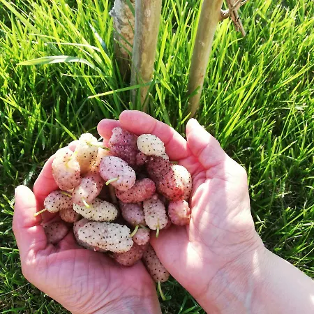 Masseria Cannella 农家乐