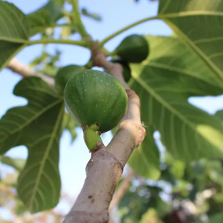 农家乐 Masseria Cannella 莱西纳