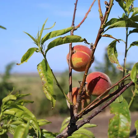 农家乐 Masseria Cannella