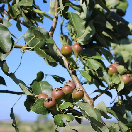 Masseria Cannella * 莱西纳