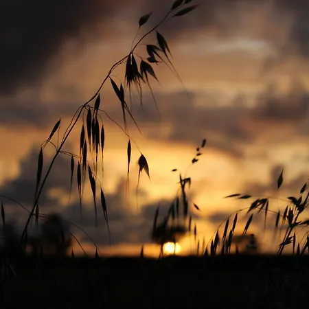 农家乐 Masseria Cannella 莱西纳