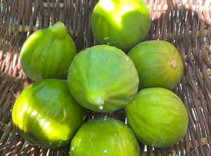 Masseria Cannella Lesina