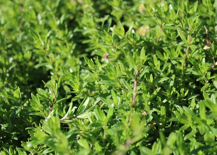 Masseria Cannella Alloggio per agriturismo *