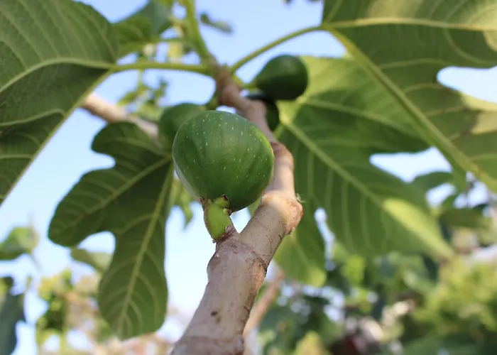 Alloggio per agriturismo Masseria Cannella Lesina
