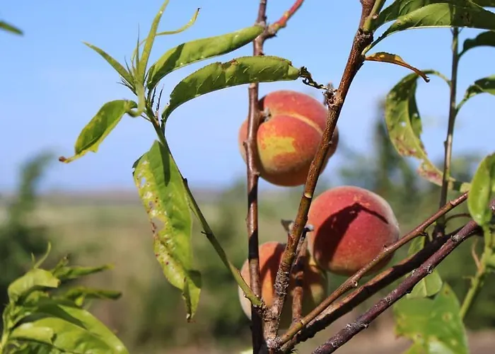 Alloggio per agriturismo Masseria Cannella