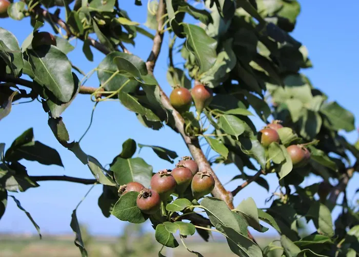 Masseria Cannella * Lesina
