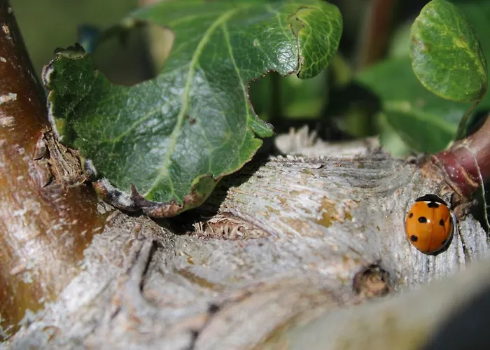 Alloggio per agriturismo Masseria Cannella *